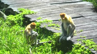 Borneo adasının yağmur ormanlarındaki hortumlu maymun ya da Nasalis larvatus. Labuk Koyu, Malezya.