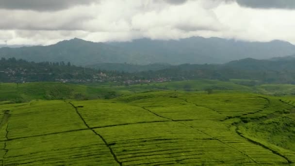 Flygdrönare Teplantager Kayu Aro Bergslandskap Med Tehus Det Sumatra Sumatra — Stockvideo