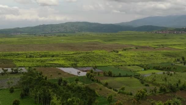 Theegebieden Landbouwgrond Sumatra Theeplantages Kayu Aro Indonesië — Stockvideo