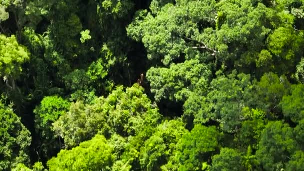Vue Aérienne Forêt Tropicale Jungle Tropicale Paysage Jungle Bornéo Malaisie — Video