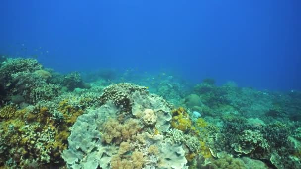 산호초와 열대어가 아름다운 필리핀 — 비디오
