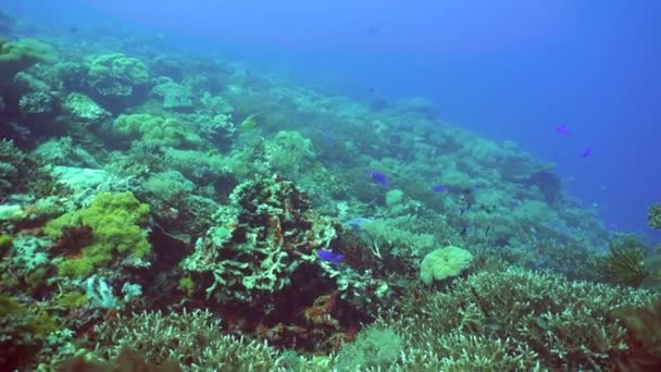 Mercan Kayalıkları Tropik Balıklar Filipinler Sualtı Dünyası Filipinler — Stok video