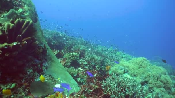 Morska Rafa Podwodna Tropikalny Kolorowy Podwodny Krajobraz Morski Filipiny — Wideo stockowe