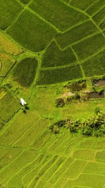 Widok Lotu Ptaka Tereny Rolnicze Tarasy Ryżowe Wsi Filipiny — Wideo stockowe