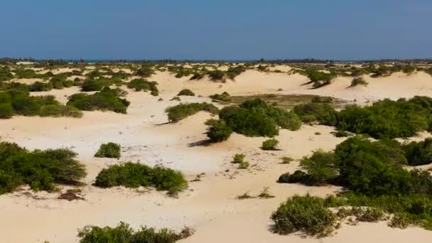 Aerial View Trees Shrubs Sand Dunes Desert Landscape Manalkaadu Sand — Stock Video