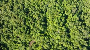 Borneo adasındaki Evergreen ormanları ve yağmur ormanları. Sabah, Malezya.
