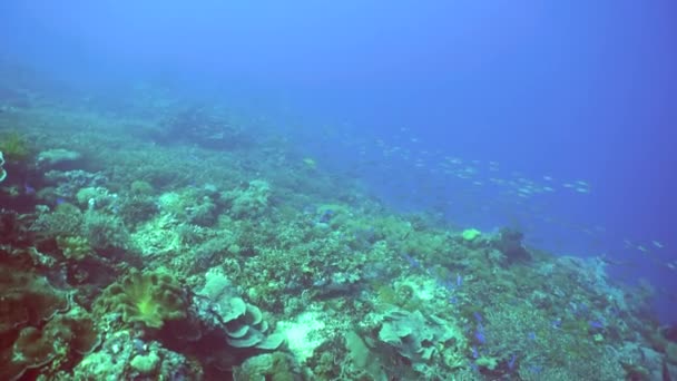 水中魚礁海洋 熱帯のカラフルな水中の海の風景 フィリピン — ストック動画