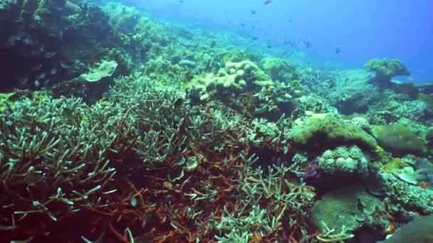 어류와 수중의 산호초입니다 단단하고 부드러운 — 비디오