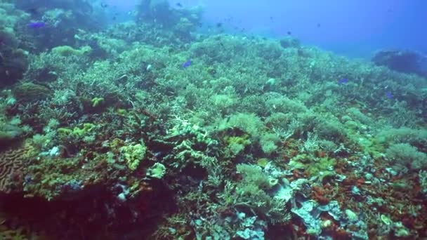 Tropikal Mercan Resifleri Balıklarla Sert Yumuşak Mercanlarla Kaplı — Stok video