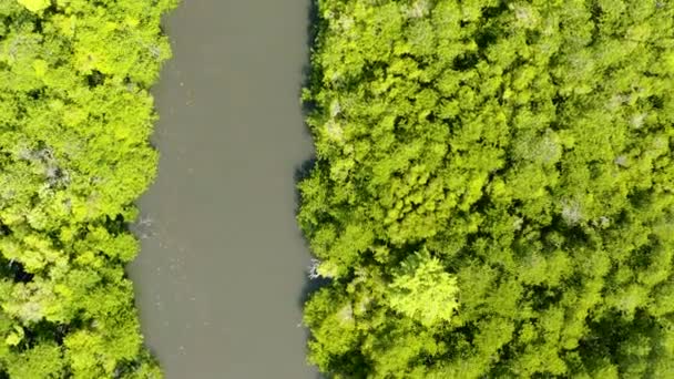 Uitzicht Vanuit Lucht Rivier Het Regenwoud Tussen Groene Jungle Sabah — Stockvideo