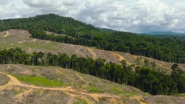 Deforestation Jungle Rainforest Oil Palm Plantations Malaysia Borneo Environmental Destruction — Stock Video
