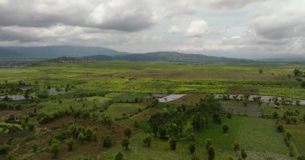 Perkebunan Teh Dan Lahan Pertanian Sumatera Perkebunan Teh Kayu Aro — Stok Video