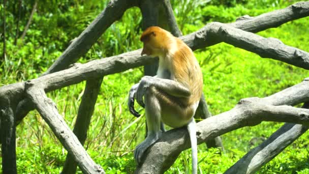 Scimmie Proboscide Una Foresta Riabilitazione Nel Borneo Orientale Labuk Bay — Video Stock