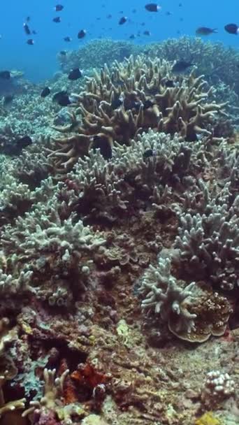 Tropisch Viskoraal Marine Rif Onderwater Tropisch Leven Tropische Onderwatervissen Onderwater — Stockvideo