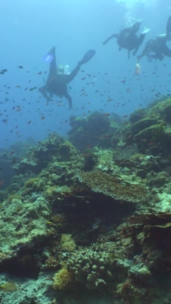 Buceadores Arrecifes Coral Con Peces Tropicales Paisaje Tropical Submarino Colorido — Vídeos de Stock