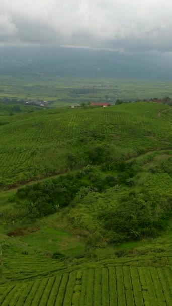 茶园的顶视图Kayu Aro 山景与茶园 苏门答腊印度尼西亚苏门答腊 — 图库视频影像