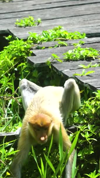Bir Hortum Maymunu Doğal Ortamında Yer Borneo Labuk Koyu Malezya — Stok video