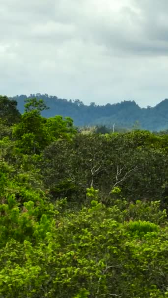 식물과 우림과 정글의 보르네오 말레이시아 — 비디오