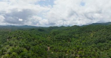 Malezya 'daki petrol palmiye tarlaları. Borneo 'daki Palm oil arazisi.