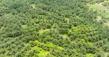 Malezya 'daki petrol palmiyesi plantasyonlarının en üst görüntüsü. Borneo 'daki Palm oil arazisi.