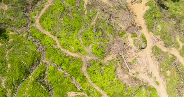 Luchtfoto Van Omgehakte Bomen Jungle Plaats Maken Voor Oliepalmen Maleisië — Stockvideo