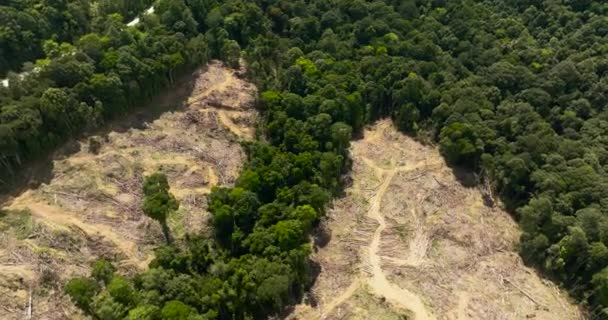 Veduta Aerea Della Deforestazione Malesia Far Posto Alle Piantagioni Palma — Video Stock