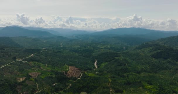 Yağmur Ormanları Olan Dağ Yamaçları Tarım Arazileri Olan Bir Dağ — Stok video