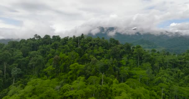 Aerial View Mountain Slopes Covered Rainforest Jungle Borneo Malaysia — Stock Video