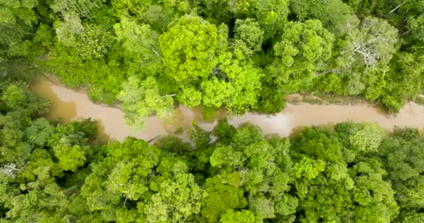 Bovenaanzicht Van Rivier Het Regenwoud Tussen Groene Jungle Borneo Maleisië — Stockvideo