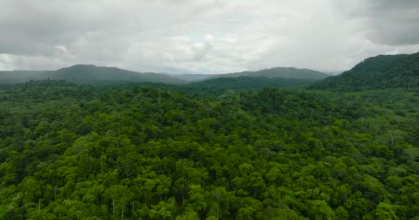 풍경과 우림과 보르네오 말레이시아 — 비디오