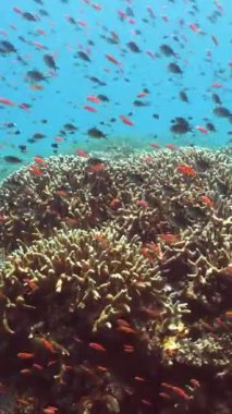 Mercan Kayalıklarında Tropikal Balıklar, sualtı sahnesi. Sipadan, Malezya.