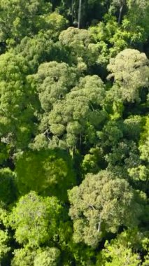 Tropikal bitki örtüsü olan bir orman. Orman manzarası. Borneo.