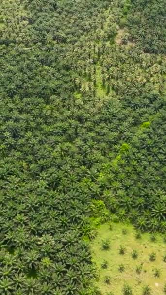 Letecký Pohled Plantáže Palem Olejných Malajsii Palmový Olej Borneu — Stock video