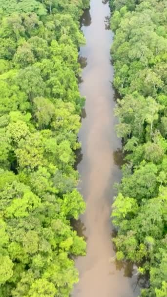 사이의 우림에 보르네오 말레이시아 — 비디오