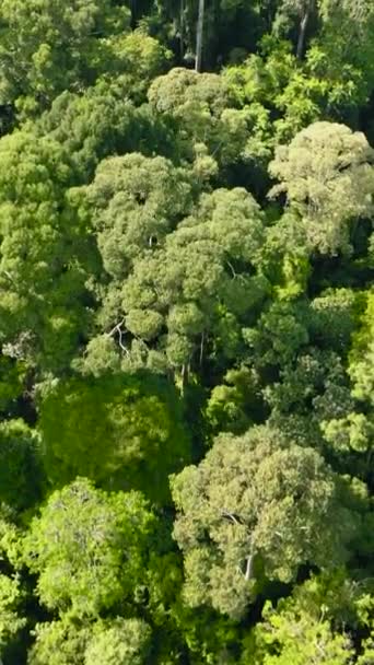 Skog Med Tropisk Vegetation Djungellandskap Borneo — Stockvideo