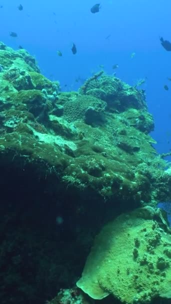 Rafa Koralowa Morski Świat Życia Morska Rafa Podwodna Sipadan Malezja — Wideo stockowe