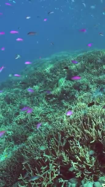 Barriera Corallina Pesce Subacqueo Scena Della Barriera Corallina Mantello Marino — Video Stock