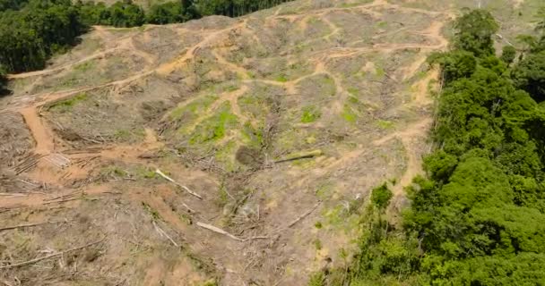 Vista Superior Selva Tropical Cortando Para Dar Paso Las Plantaciones — Vídeo de stock