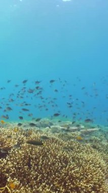 Suyun altındaki mercan kayalıklarında balıklar ve deniz yaşamı var. Mercan kayalıkları ve tropikal balıklar. Sipadan, Malezya.