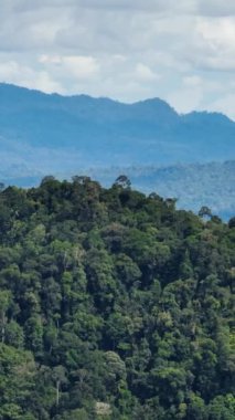 Dağlardaki yeşil yağmur ormanlarının ve ormanların en iyi manzarası. Borneo. Sabah, Malezya.