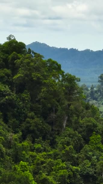 Esőerdők Magas Fák Drónja Trópusokon Dzsungel Táj Borneo Malajzia — Stock videók