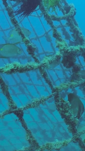 Сцена Рифа Морской Мир Морской Подводный Риф Сипадан Малайзия — стоковое видео