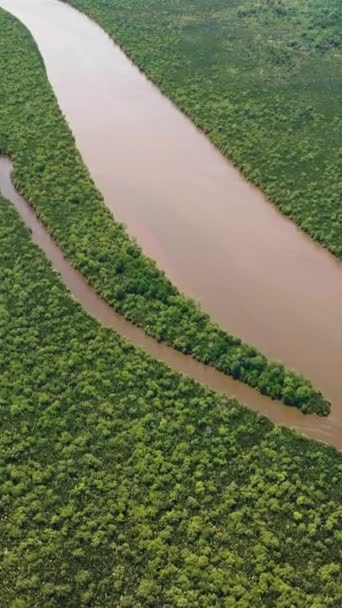 拥有丛林和红树林的湿地的顶部视图 Menumbok森林保护区 Borneo Sabah Malaysia — 图库视频影像