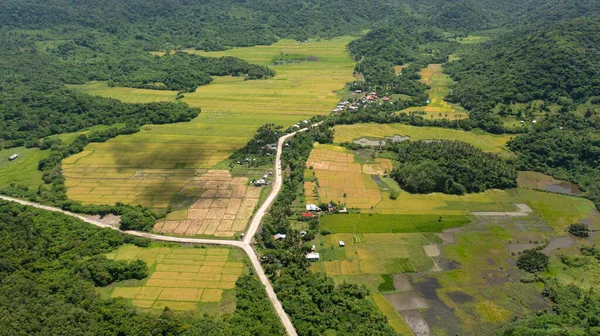 Grunty Rolne Pola Ryżowe Wsi Filipiny — Zdjęcie stockowe