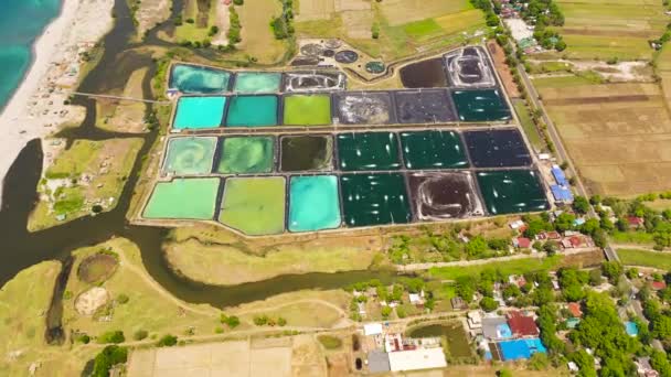 Horní Pohled Rybníky Čerpadel Krevetové Farmě Philippines Krevetová Farma Provzdušňovacím — Stock video