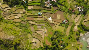 Tepelerdeki pirinç teraslarının ve tarlaların en üst manzarası. Filipinler, Luzon.