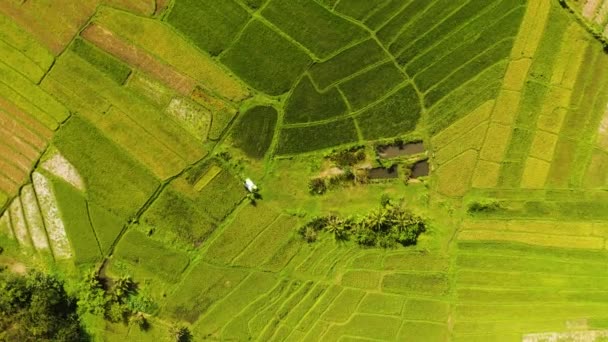 Luftaufnahme Von Landwirtschaftlichen Flächen Und Reisterrassen Auf Dem Land Philippinen — Stockvideo