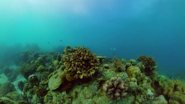 热带珊瑚礁和水下鱼类 硬珊瑚和软珊瑚 水下录像 菲律宾 — 图库视频影像