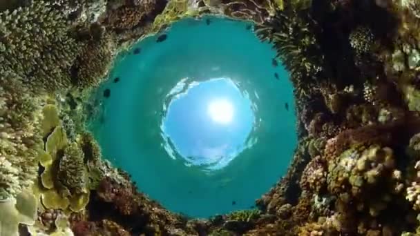 Pesci Tropicali Barriera Corallina All Atto Immersione Mondo Subacqueo Con — Video Stock