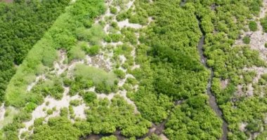 Yeşil mangrovlu ve ormanlı kıyı şeridinin en üst manzarası. Mangrove manzarası. Bantay Adası, Filipinler.